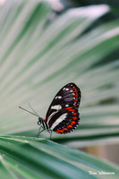 Nature/Wildlife