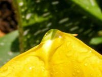 raindrop2